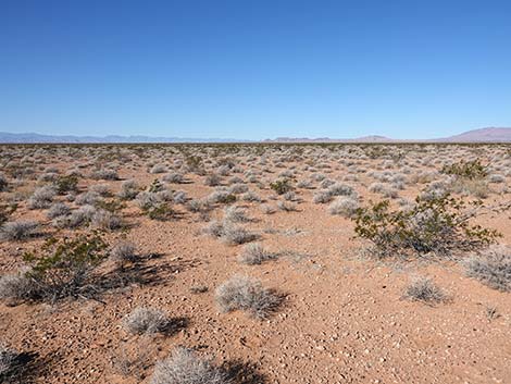 Creosote-Bursage Flats