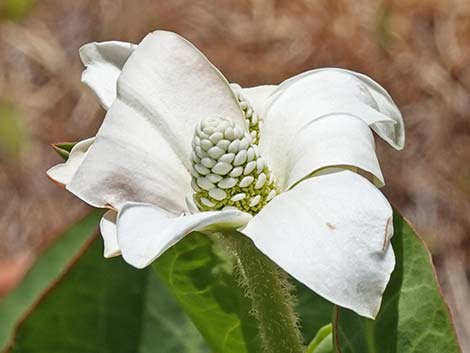 Yerba Mansa (Anemopsis californica)