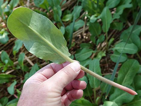 Yerba Mansa (Anemopsis californica)