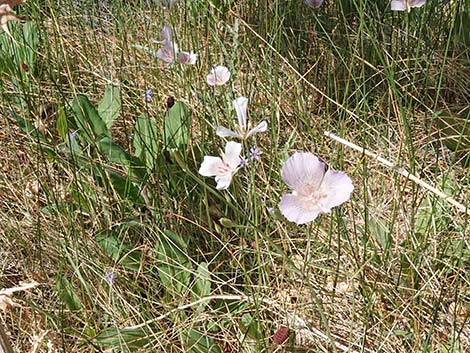 Alkali Mariposa Lily (Calochortus striatus)