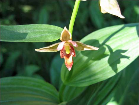 Stream Orchid (Epipactus gigantea)