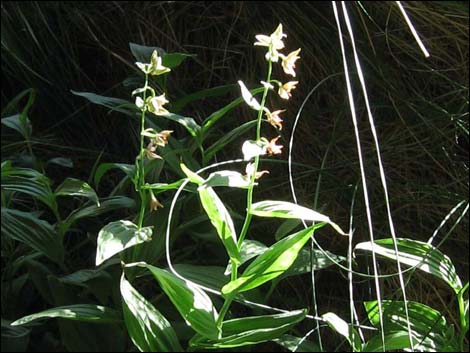 Stream Orchid (Epipactus gigantea)