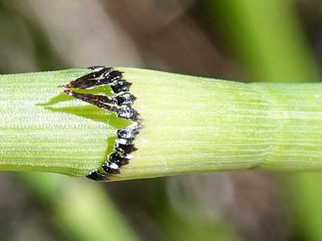 Smooth Horsetail (Equisetum laevigatum)