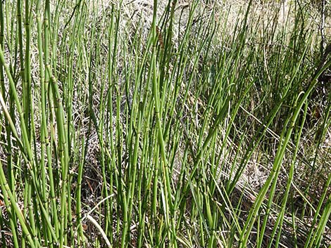 Smooth Horsetail (Equisetum laevigatum)