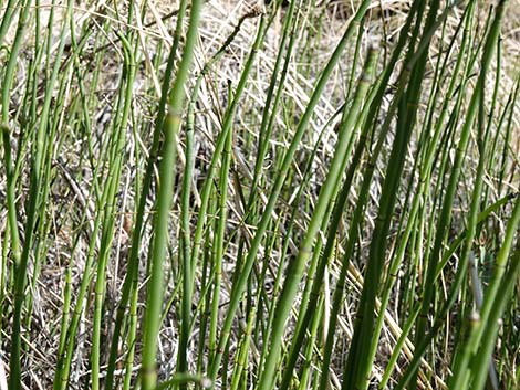 Smooth Horsetail (Equisetum laevigatum)