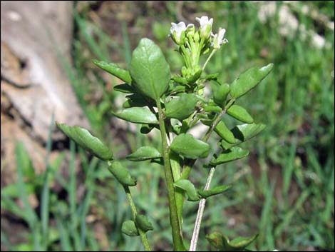 Watercresses (Nasturtium officinale)