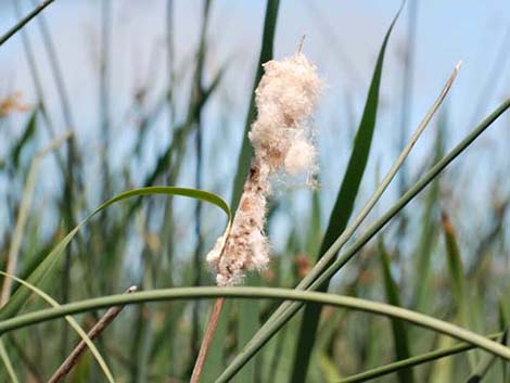 Broadleaf Cattail (Typha latifolia)