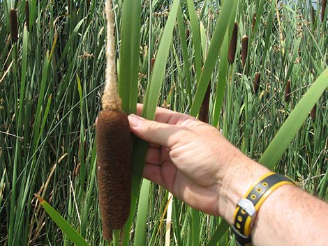 Broadleaf Cattail (Typha latifolia)