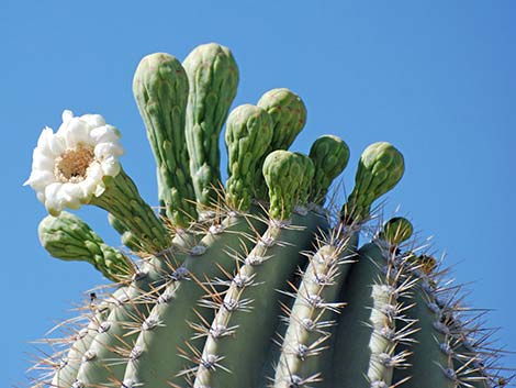 Saguaro (Carnegiea gigantea)