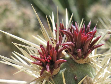 Buckhorn Cholla (Cylindropuntia acanthocarpa)