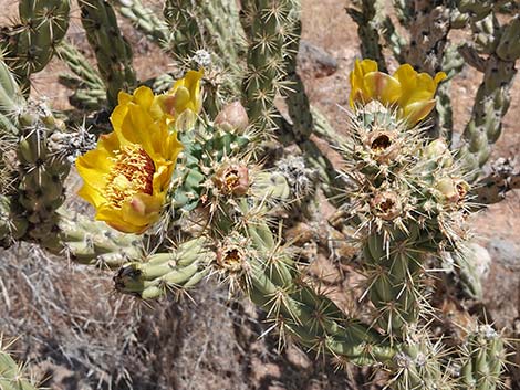 Buckhorn Cholla (Cylindropuntia acanthocarpa)