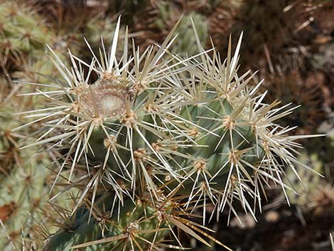 Buckhorn Cholla (Cylindropuntia acanthocarpa)