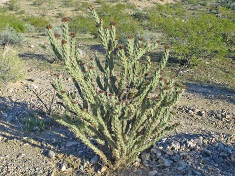 Buckhorn Cholla (Cylindropuntia acanthocarpa)