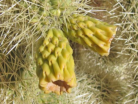 Teddybear Cholla (Cylindropuntia bigelovii)