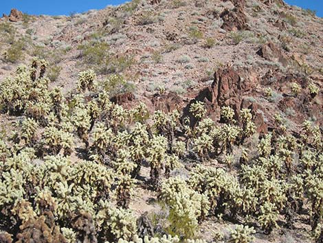 Teddybear Cholla (Cylindropuntia bigelovii)