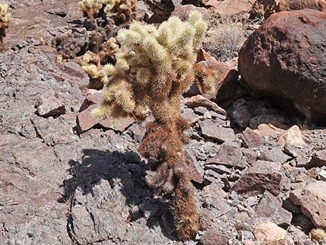 Teddybear Cholla (Cylindropuntia bigelovii)