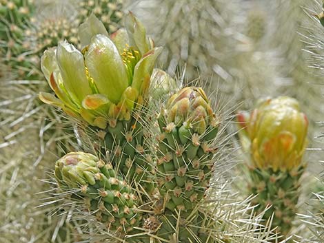 Teddybear Cholla (Cylindropuntia bigelovii)