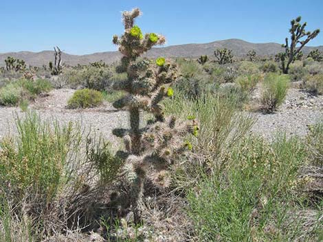 Golden Cholla (Cylindropuntia echinocarpa)