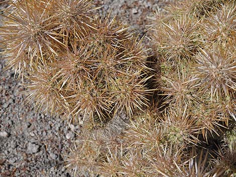 Golden Cholla (Cylindropuntia echinocarpa)