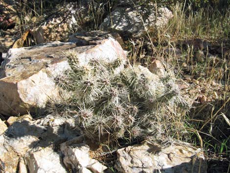 Silver Cholla (Cylindropuntia echinocarpa)