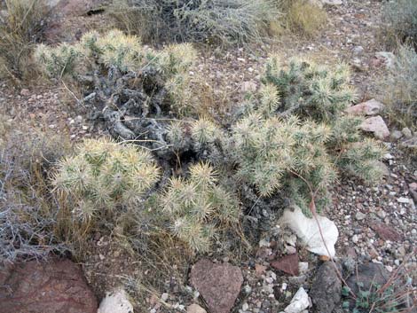 Silver Cholla (Cylindropuntia echinocarpa)