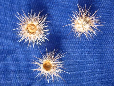 Silver Cholla (Cylindropuntia echinocarpa)