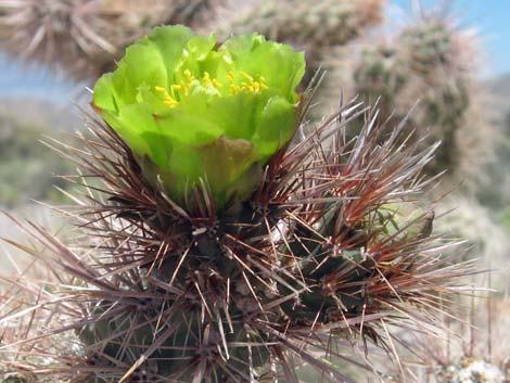 Silver Cholla (Cylindropuntia echinocarpa)