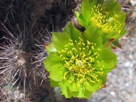 Silver Cholla (Cylindropuntia echinocarpa)