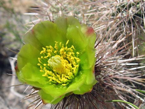 Silver Cholla (Cylindropuntia echinocarpa)