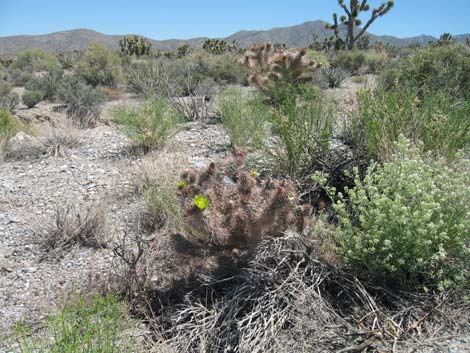 Silver Cholla (Cylindropuntia echinocarpa)