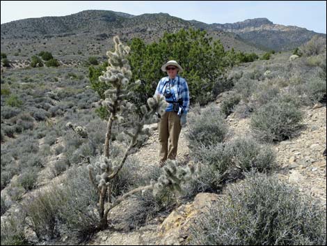 Silver Cholla (Cylindropuntia echinocarpa)