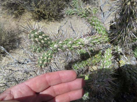 Silver Cholla (Cylindropuntia echinocarpa)