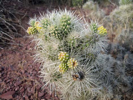 Blue Diamond Cholla (Cylindropuntia multigeniculata)