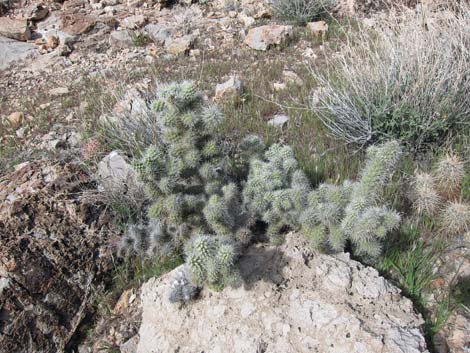 Blue Diamond Cholla (Cylindropuntia multigeniculata)