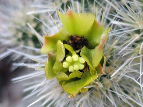 Blue Diamond Cholla (Cylindropuntia multigeniculata)