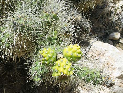 Blue Diamond Cholla (Cylindropuntia multigeniculata)