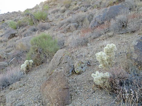 Blue Diamond Cholla (Cylindropuntia multigeniculata)