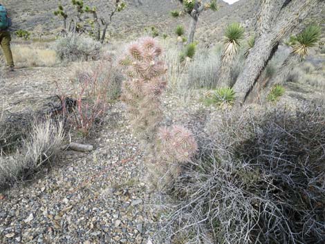 Blue Diamond Cholla (Cylindropuntia multigeniculata)