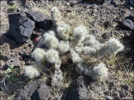 Blue Diamond Cholla (Cylindropuntia multigeniculata)