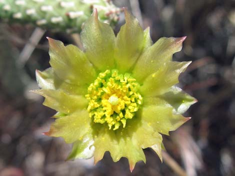 Pencil Cholla (Cylindropuntia ramosissima)