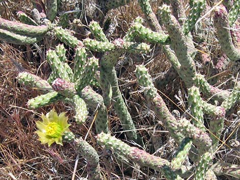 Pencil Cholla (Cylindropuntia ramosissima)