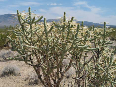 Pencil Cholla (Opuntia ramosissima)