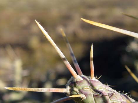 Pencil Cholla (Cylindropuntia ramosissima)