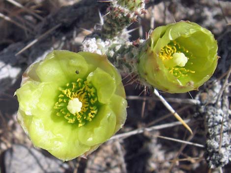 Pencil Cholla (Cylindropuntia ramosissima)