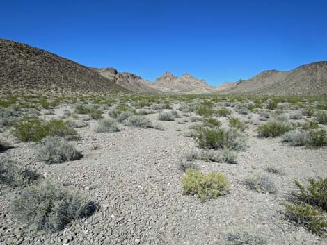 Pencil Cholla (Cylindropuntia ramosissima)