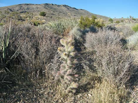 Whipple Cholla (Cylindropuntia whipplei)