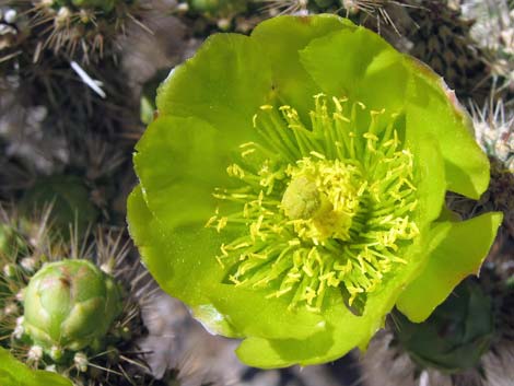 Whipple Cholla (Cylindropuntia whipplei)