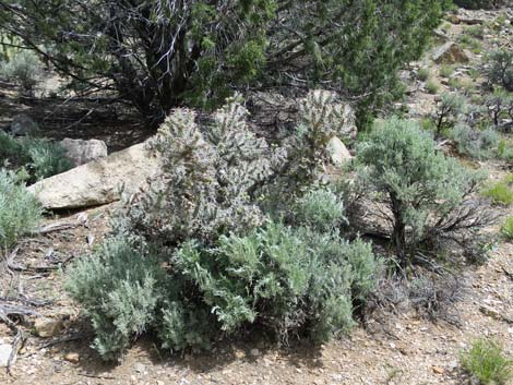 Whipple Cholla (Cylindropuntia whipplei)