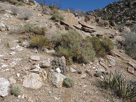 Baker Kingcup Cactus (Echinocereus bakeri)