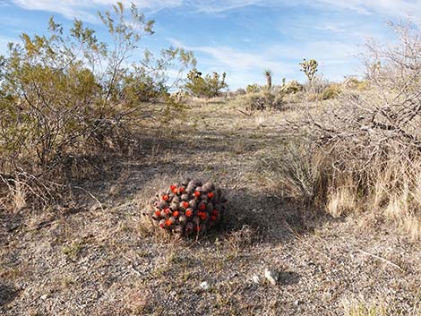 Baker Kingcup Cactus (Echinocereus bakeri)